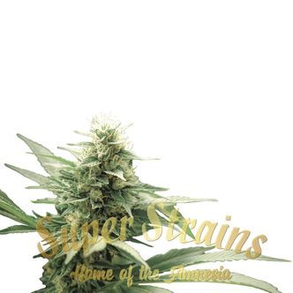 Agartha (Super Strains) feminized