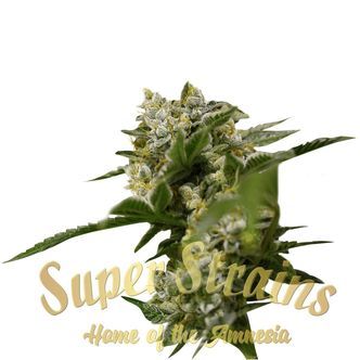 Ibiza Farmers (Super Strains) feminized