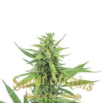 Hermana de la Noche (Super Strains) feminized