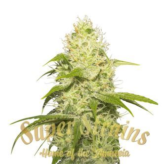 La Jefa (Super Strains) Feminized