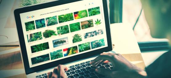 The Best Websites For Stoners [2025 Update]