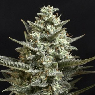 Sweet Bilbo (Genehtik Seeds) Femminizzata