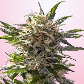 Crystal White (Spliff Seeds) feminized