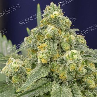 White Widow (Silent Seeds) feminized