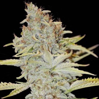 Furious Candy (Eva Seeds) gefeminiseerd