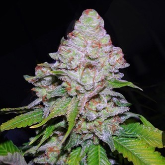 White Berry (VIP Seeds) feminized