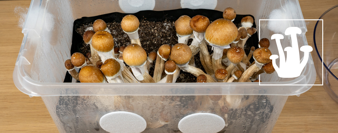 Hoe Maak Je Een Monotub Om Grote Hoeveelheden Paddo's Te Telen?