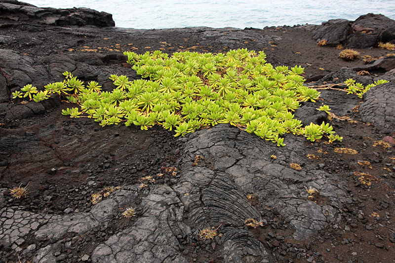 Kamoamoa Lava Flow Hawaii Big Island