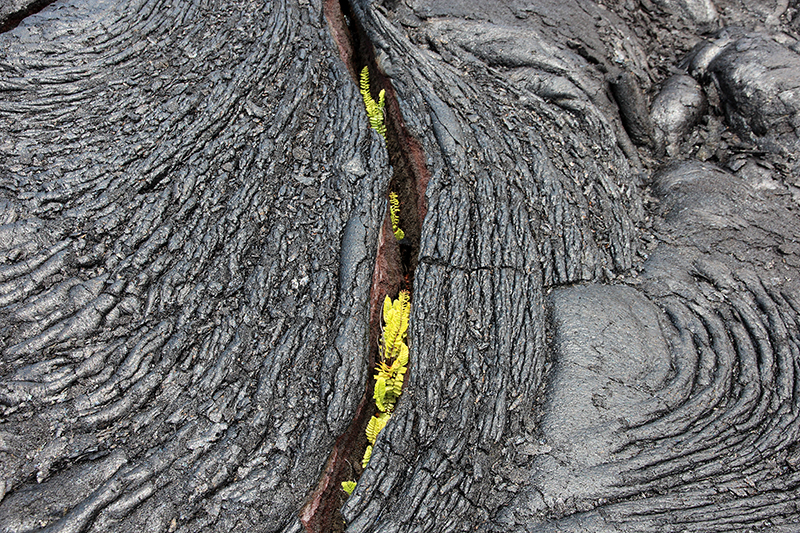 Kamoamoa Lava Flow Hawaii Big Island