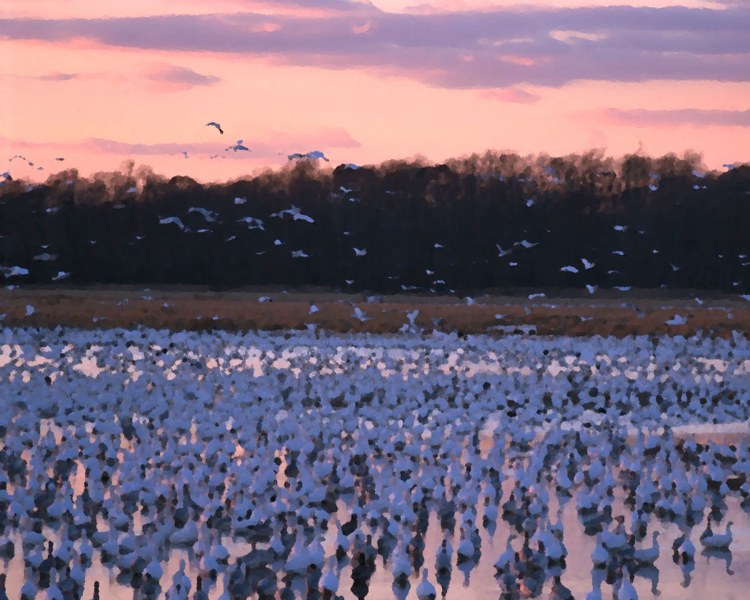 Click to get the codes for this image. Birds At Sunset Painting, Animals  Birds, Sunsets and Sunrises Background, wallpaper or texture for any blog, web page, phone or desktop