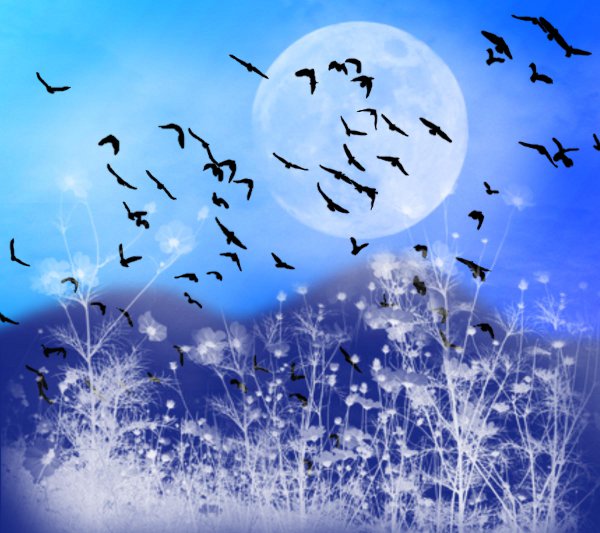 Click to get the codes for this image. Fantasy Landscape Witn Birds Background Blue 1800x1600, Animals  Birds, Fantasy, Colors  Blue Background, wallpaper or texture for, Blogger, Wordpress, or any web page, blog, desktop or phone.