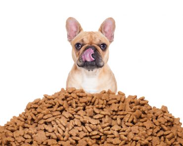 Store pet food dry food properly