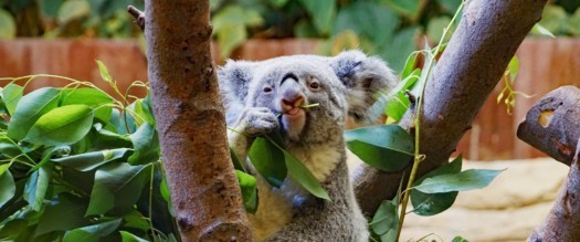 Koala