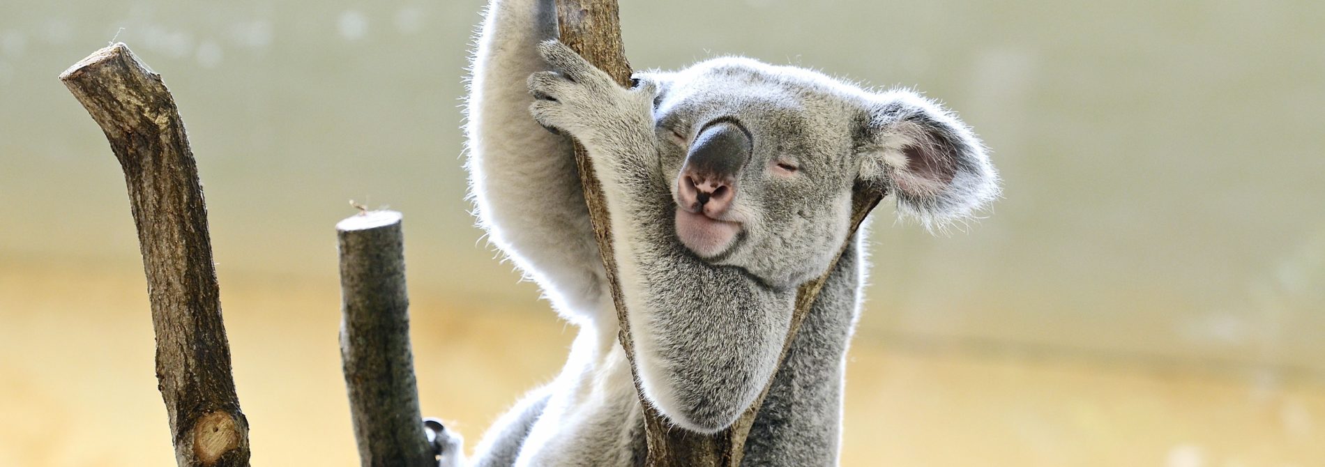 Sleeping koala