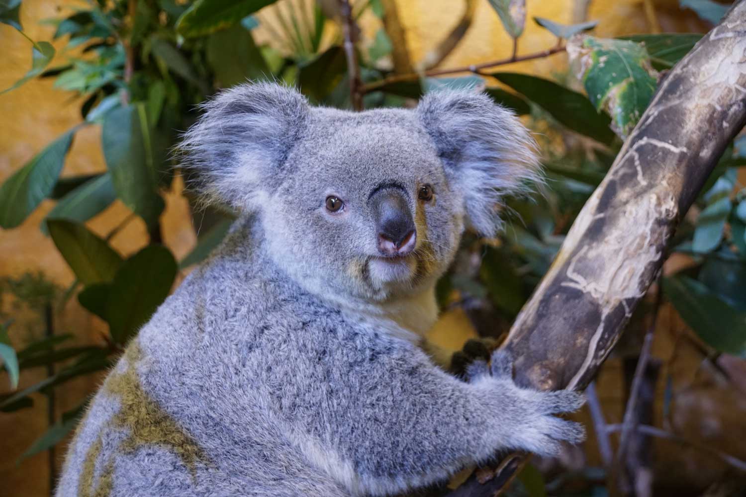 New female koala in Dresden