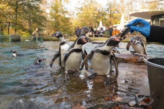 Fütterung der Pinguine.