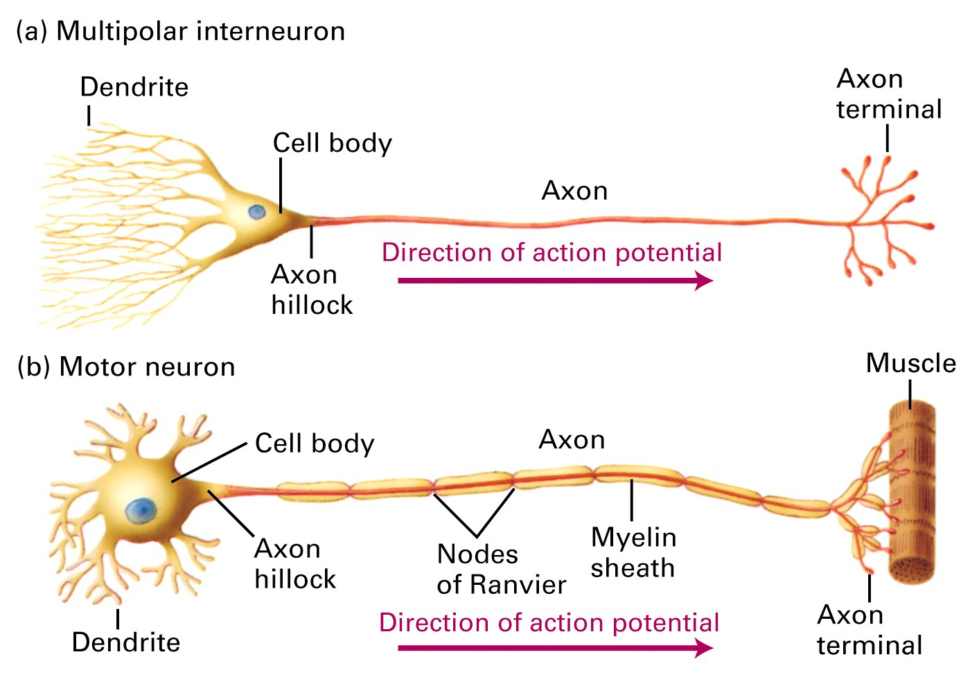 Action Potential Of A Neuron