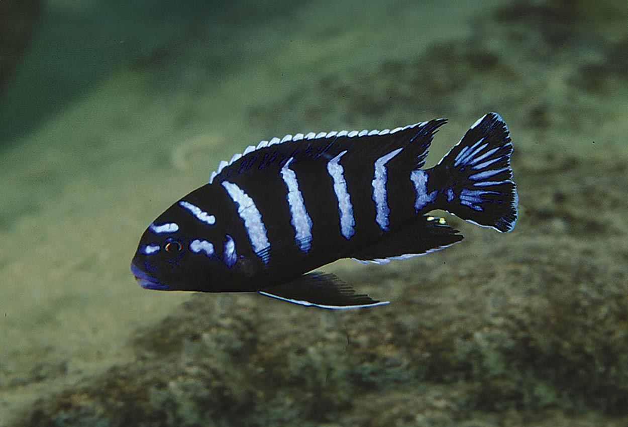 Demasoni