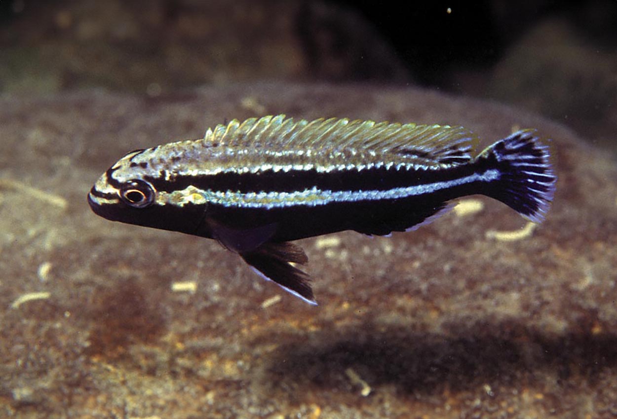 Auratus