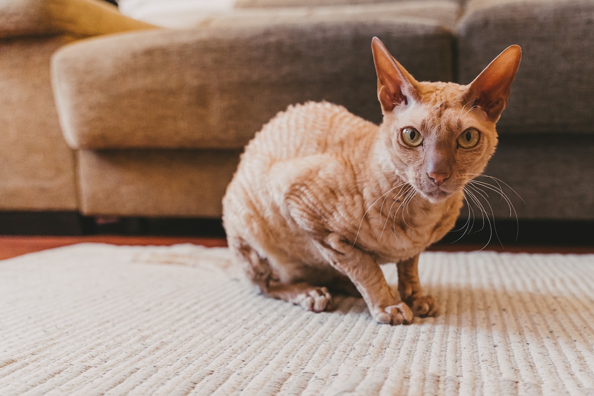 Peterbald