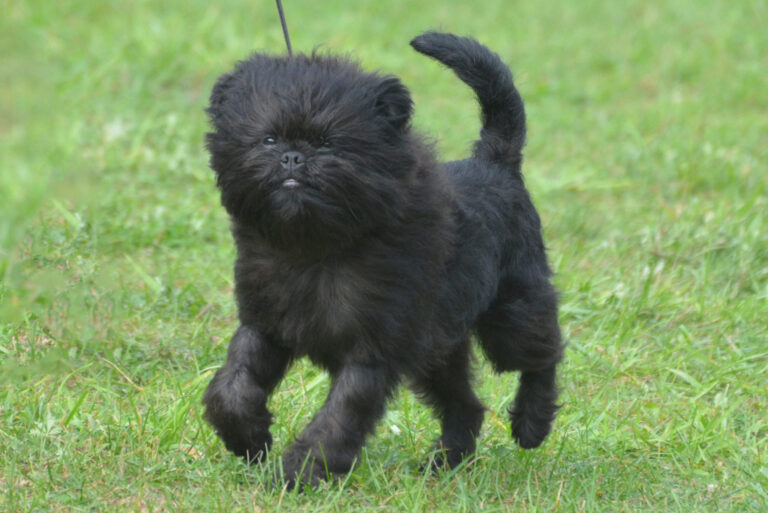 chien affenpinscher