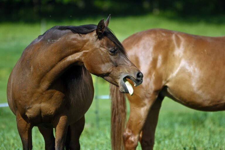 Equine Influenza