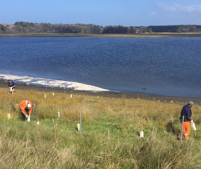 Two people planting trees on the foreshore of Tilba Tilba Lake