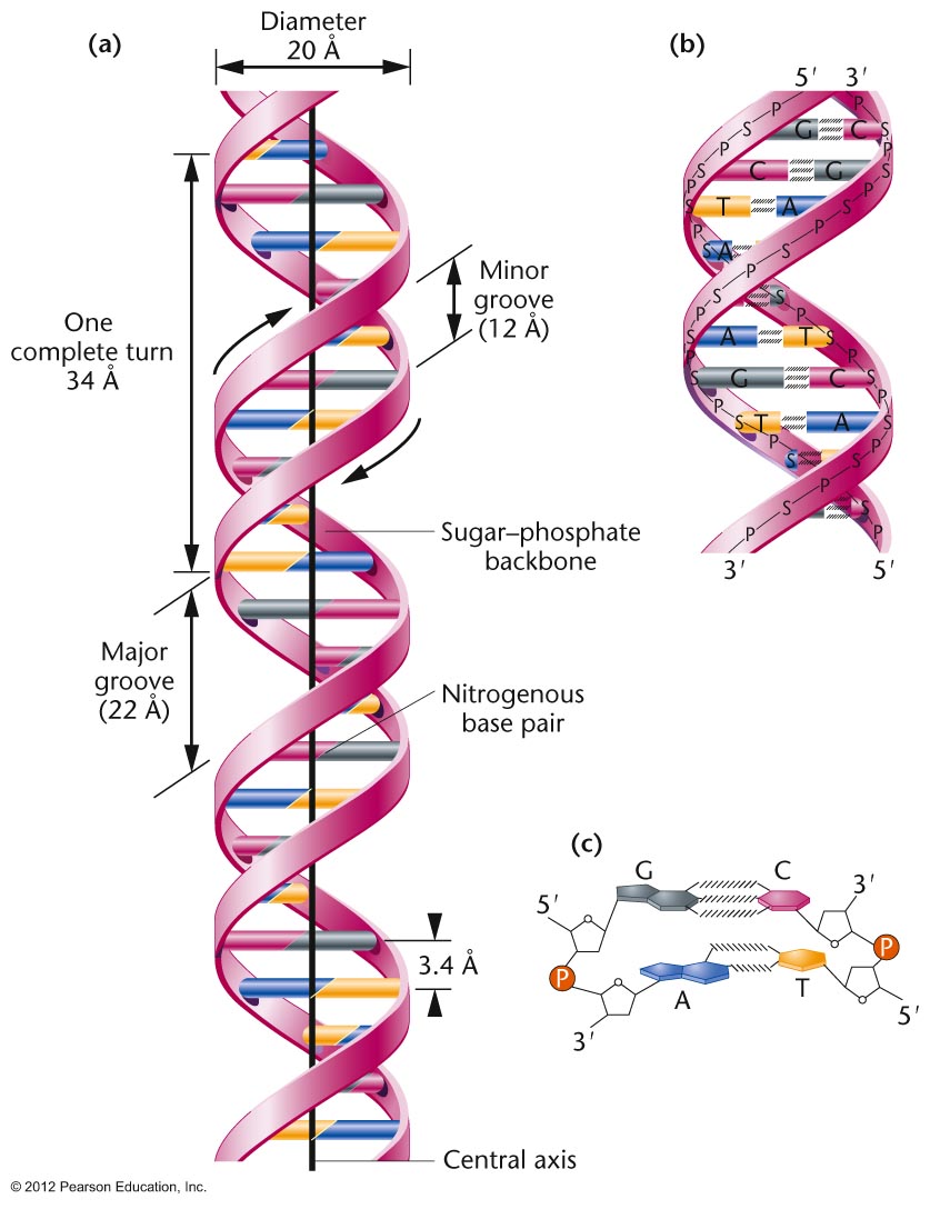 DNA