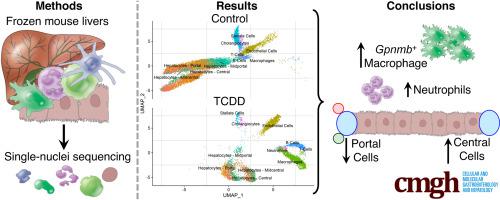 Single-Nuclei RNA Sequencing Assessment of the Hepatic Effects of 2,3,7 ...