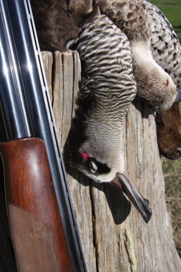 Duck hunting season: Top tips from a seasoned expert - Sporting Shooter