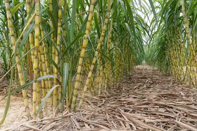 Web sugar cane