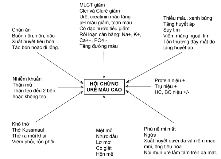 Hội chứng tăng ure máu trong suy thận mạn: Nguyên nhân, triệu chứng và cách điều trị hiệu quả