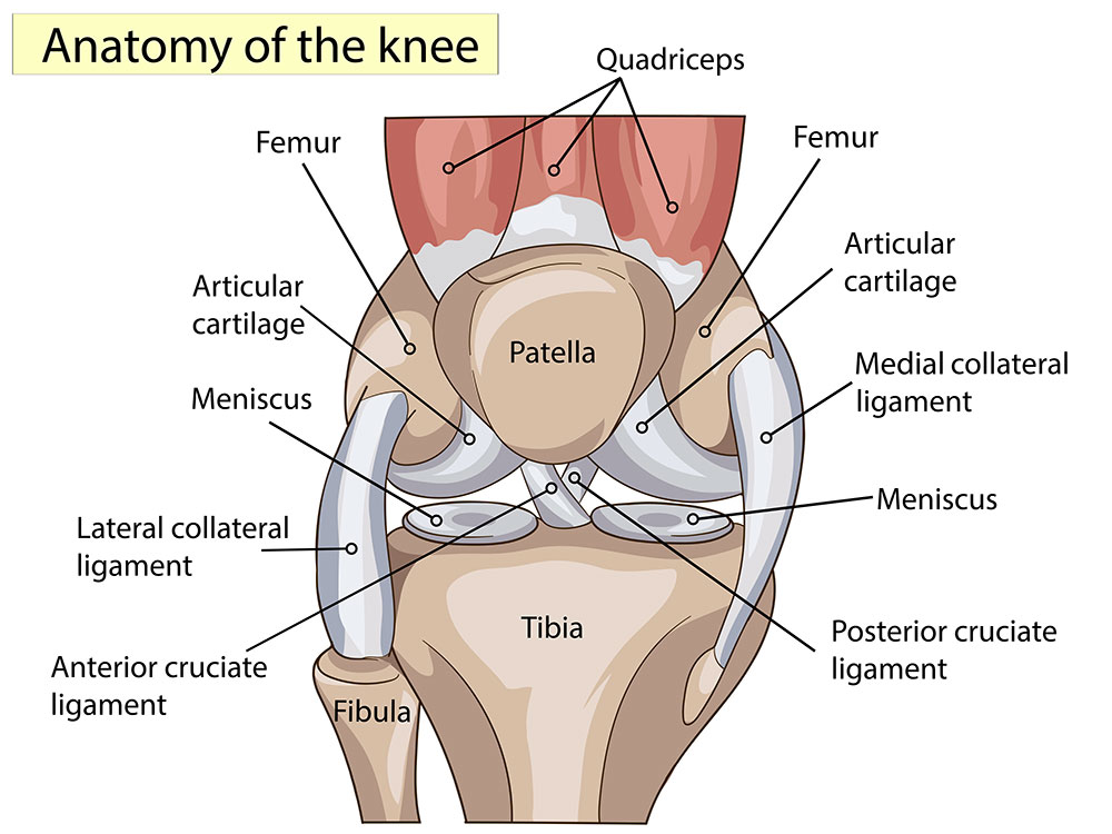 Anatomy of the Knee