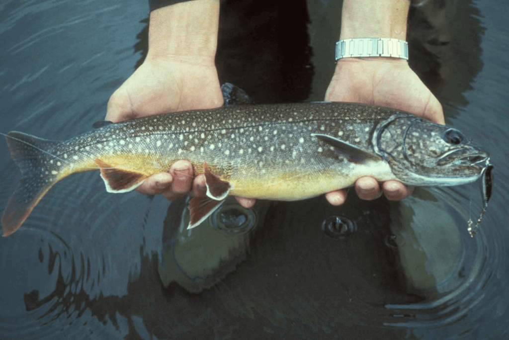 Types Of Trout: 13 North American Trout Species Broken Down