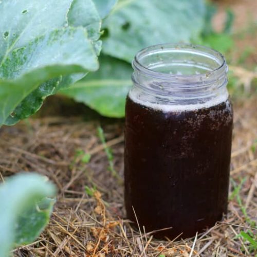 How to Make Compost Tea: Boost Your Garden’s Health