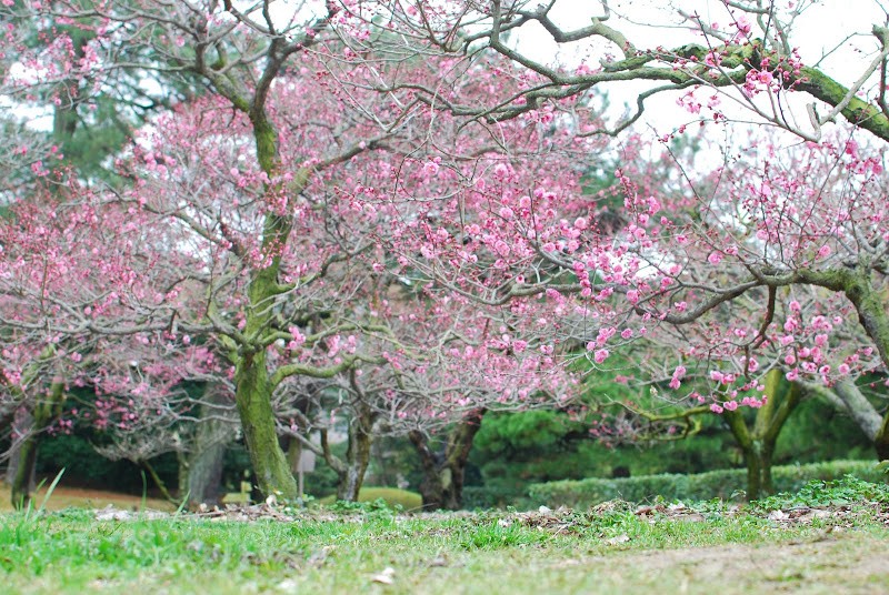 栗林公園（りつりんこうえん）の梅林。満開まであと少し！