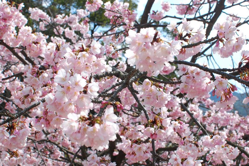 【島の固有種】小豆島の常光寺にしか咲かない桜、「ジョウコウジザクラ」