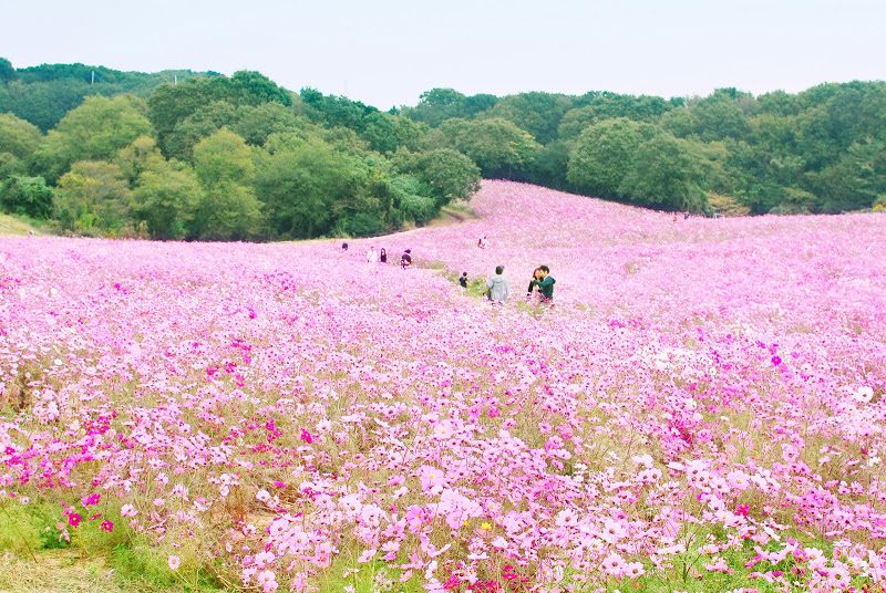 【10月中旬〜11月上旬】淡路島のコスモス畑。あわじ花さじき – The field of cosmos flowers at Awaji island