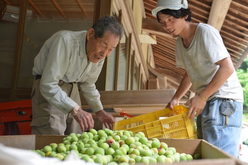 完熟梅の梅干し、ひとつひとつ丁寧に。徳島県神山町、大久保定一さん・由圭理さん