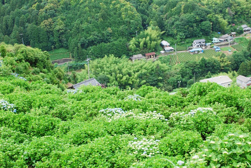 あじさいの里、四国中央市新宮町