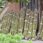 豊島の風と金の胡麻 Sesame seeds at Tehima island