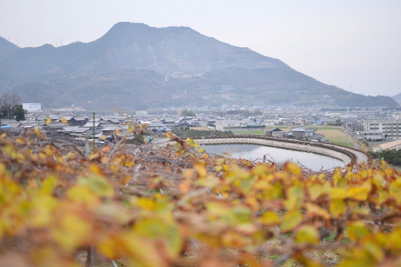 香川県善通寺市のキウイバード