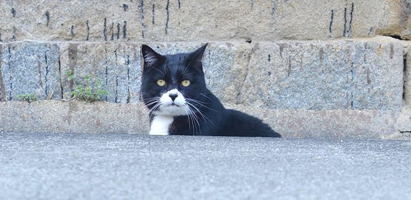 真鍋島の猫たち　Cats of Manabe island