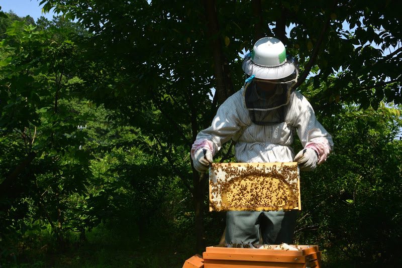 【採れたてはちみつのピザ】佐那河内村ではちみつワークショップ