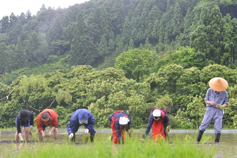 阿波藩のお殿様への献上米をつくっていた佐那河内村で御田植式