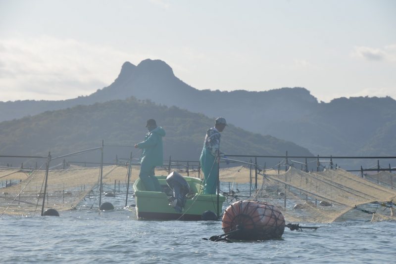 【2月6日は海苔の日】 瀬戸内で育つ海の味、海苔（ノリ） – Seaweed of Seto Inland Sea