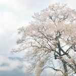 【高知】樹齢500年、霧の中のひょうたん桜 – [Kochi] Gourd‐shaped cherry blossoms