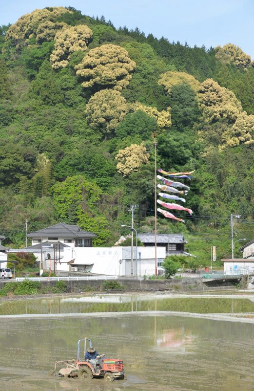 鯉のぼりと田植え