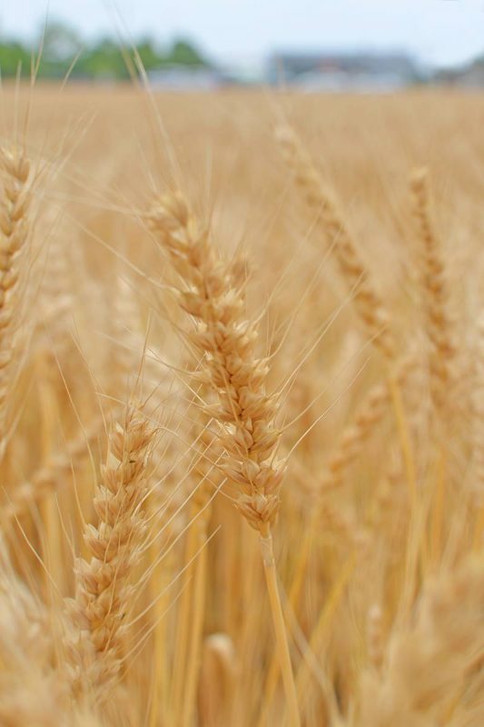 麦秋（ばくしゅう）の讃岐平野 Wheat field of Sanuki