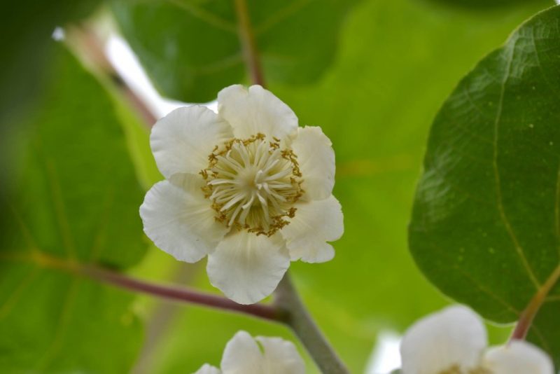 佐那河内村、キウイの花　Flowers of kiwi